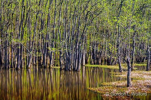 Mississippi Swamp_47131.jpg - Photographed near Grenada, Mississippi, USA.